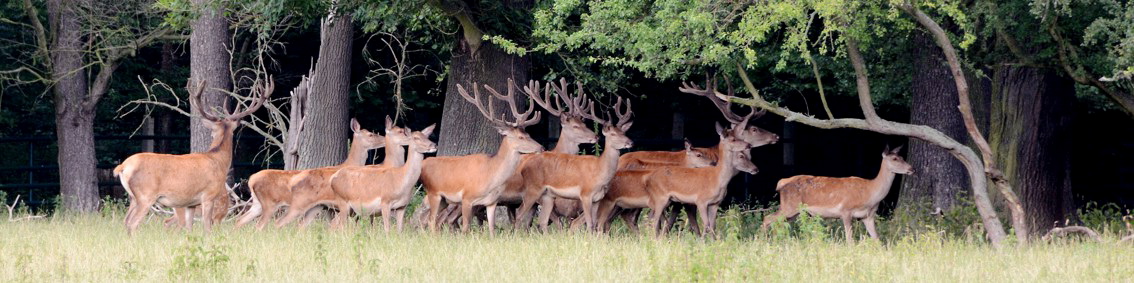 Wildpark Leipzig