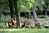 Rotwild macht Rast Wildpark Leipzig