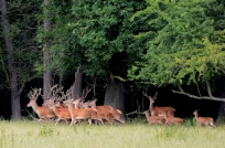 Rotwild unterwegs Wildpark Leipzig