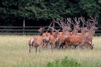 Rotwild auf der Hut Wildpark Leipzig