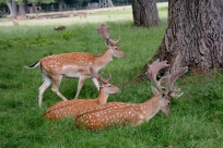 Dammwild macht Mittagsruhe Wildpark Leipzig