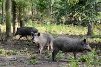 Schwarzwild unterwegs Wildpark Leipzig