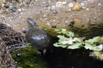 Schildkröte im Wasser Wildpark Leipzig
