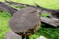 Der Weg vom Holz zur Kohle