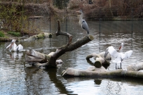 Wasservögel Zoo Leipzig