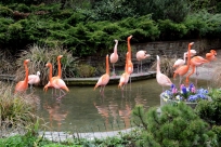 Flamingos Zoo Leipzig