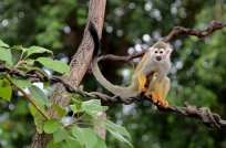 Affen Zoo Leipzig