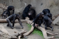 Affenfamilie Zoo Leipzig