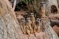 Erdmännchen Zoo Leipzig