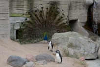 Pfau und Pinguine Zoo Leipzig